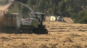 заготовка моносмеси корма для крупно рогатого скота