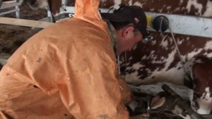 Обработка копыт коров в новом станке