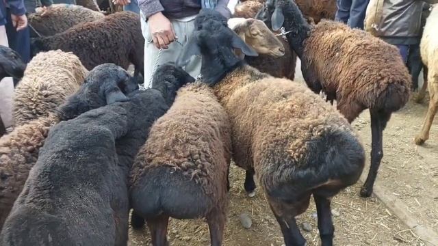 МОЛБОЗОР ИСКРА КУЙ БОЗОР АНА БУЛМАСАМ КУРМАГАНДИ КУРГАНИ КУРСИН ТАКА ЁМОН БОПЛАДИ ?