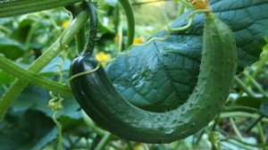 Почему огурцы растут крючком и чем можно подкормить