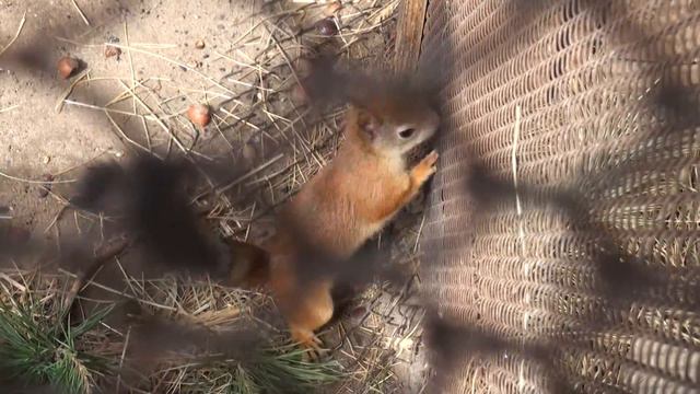 "Фитнес" для белки смотреть онлайн