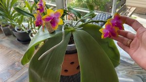 Phal.Princess Kaiulani