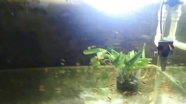 Плавниковая гниль, как я лечу. смотреть онлайн