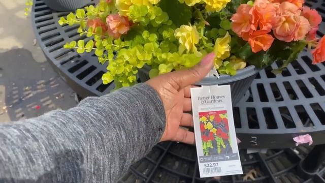 🌸 WALMART (LOBELIA BIG BEGONIA HIBISCUS TREE MANDEVILLA SUPERBENA FLOWER WAVE PETUNIA) смотреть онлайн