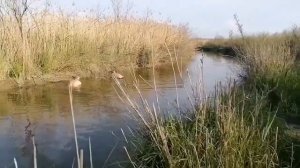 Рыбалка. Ловим рыбу руками. Самая продуктивная ловля.