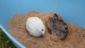 Забой перепелов. Женские впечатления.