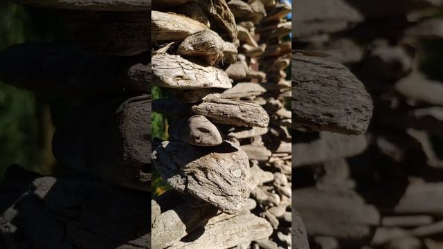 Новосибирский ботанический сад смотреть онлайн