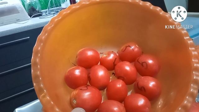 СУПЕР урожайные томаты для открытого грунта . #томаты #урожай #открытыйгрунт смотреть онлайн