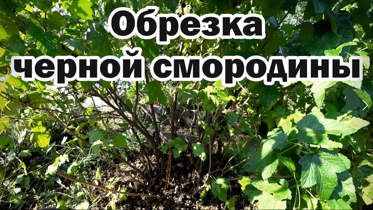 Черная смородина. Омолаживание куста