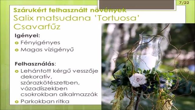 Salix matsudana 'Tortuosa' - Csavar fűz jellemzői смотреть онлайн