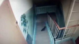 Котяра гадит в подъезде