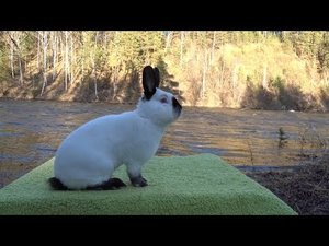 Кролики - это не только бизнес, но и здоровый образ жизни