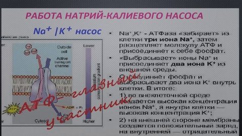 НатрийКовил4+..mp4