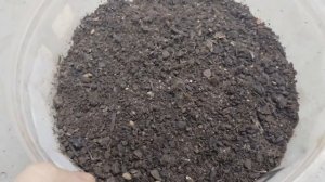 Сумах Оленерогий пробуем вырастить из семян. Часть 1 (вторая попытка).