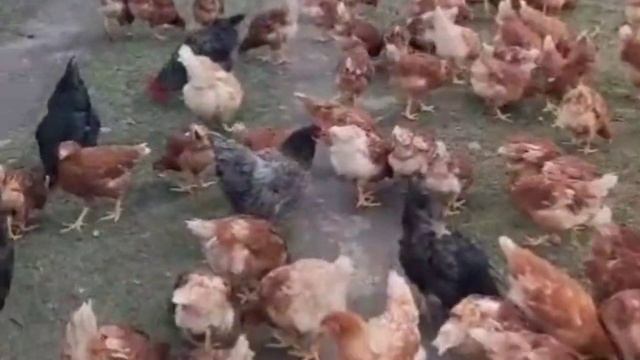 Куры породы " Ломан Браун". Плюсы и минусы кур? Чем кормить кур? Ломан Браун?#кролики #реки #врек