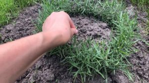 Мои любимые цветы на даче