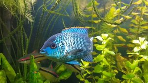 Нанокара голубой неон nanocara electric blue