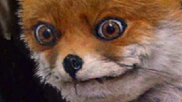 Fox Meme