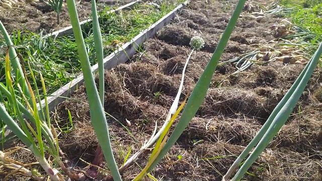 Истобенский это лук шалот , а не репка смотреть онлайн