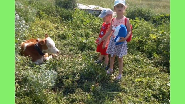 Красноармейск ДС с. Бобровка. Видеоотчет по проекту "Животные мира" смотреть онлайн