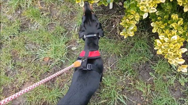 Our New Doberman Puppy Brooklyn || #8 || 11 Weeks of Age смотреть онлайн