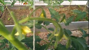 Томаты Жируют ! 3 ложки этого средства и вы с урожаем.mp4