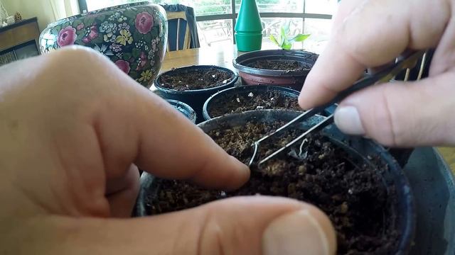 Seed To Tree : Fig Tree (Ficus Carica) смотреть онлайн