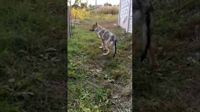 Чехословацкая волчья собака (чешский волчак)