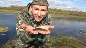 Канадский рис / Как высеивать дикий рис \ Биотехния #5