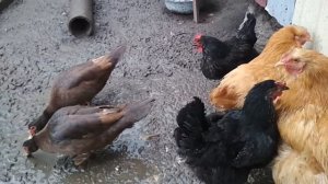 Как собрать яйца в инкубатор или под наседку//Куры не несутся и расклёвывают яйца?