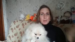 Облысение шпица. Алопеция у шпица.