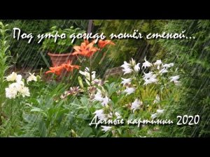 Под утро дождь пошёл стеной... Дачные картинки 2020.