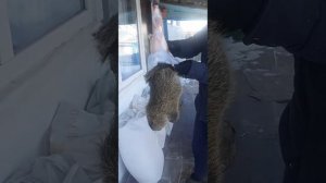 как правильно снять шкуру нутрии
