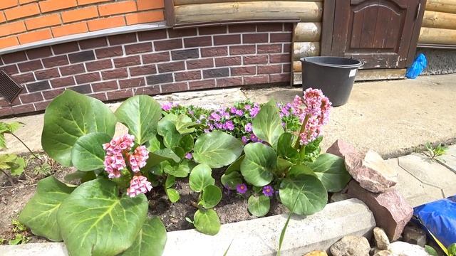 МНОГОЛЕТНИКИ, КОТОРЫЕ ОЧЕНЬ КРАСИВО ЦВЕТУТ В МАЕ!