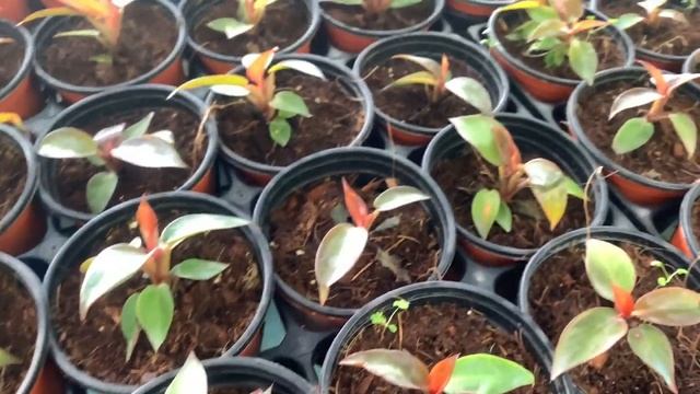 Philodendron sun red смотреть онлайн