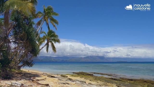 熱帯の自然と先住民カナックとの触れ合い ニューカレドニア東海岸 смотреть онлайн