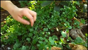 Мокрица, или Звездчатка средняя. Удивительные открытия