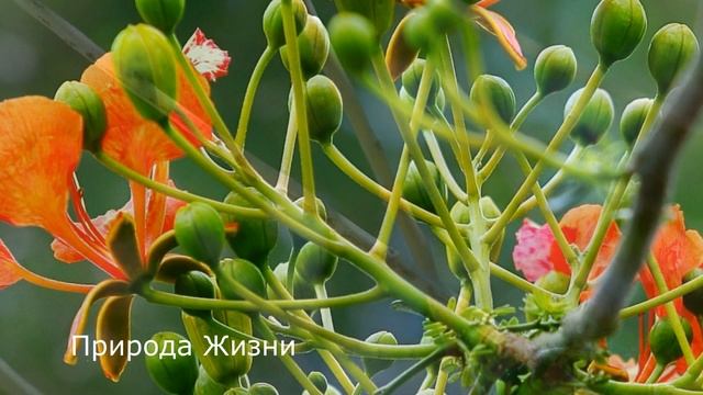 ОТДЫХ НА ПРИРОДЕ С ГОЛОСАМИ ПТИЦ. Очень Просто Релакс для Успокоения, Расслабления, Здоровья