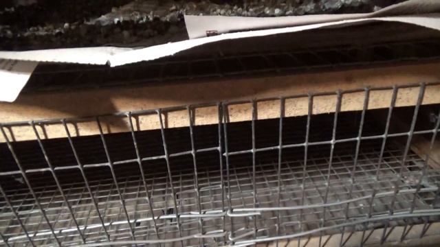 Как 2 дня прожили без нас. Кормим кабачком. смотреть онлайн