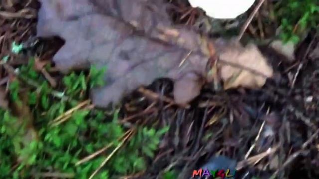 Грибы в ноябре. Денежка или Коллибия масляная. смотреть онлайн