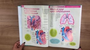 Энциклопедия человека. Как устроено наше тело