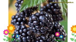 Ежевика кустистая Навахо. Краткий обзор, описание характеристик rubus fruticosus Navaho