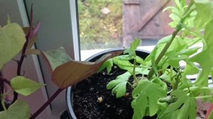 Ипомея Батат - цветок который должен быть в каждом саду!!! Содержание в домашних условиях до весны.