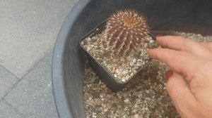 Мои цветы.Rare cactus.Uebelmannia Pectinifera2020.202.