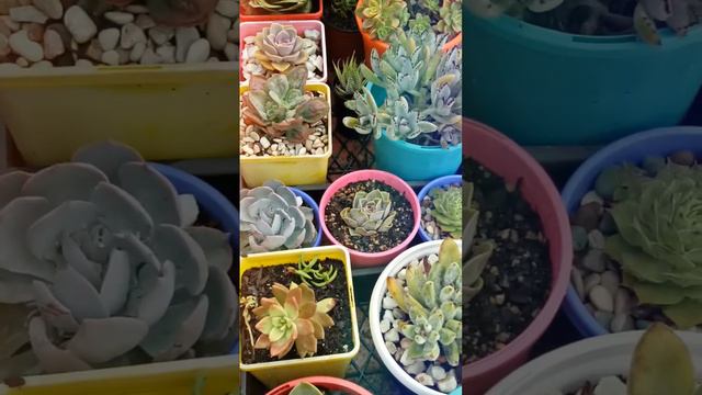 Succulent garden after the storms смотреть онлайн