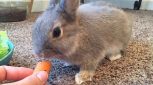 Как приручить кролика к рукам