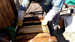 Большое ПОДРАМОЧНОЕ пространство в улье ЛЕЖАКЕ/ Ревизия пчелосемьи / ПЧЕЛОВОДСТВО 202,