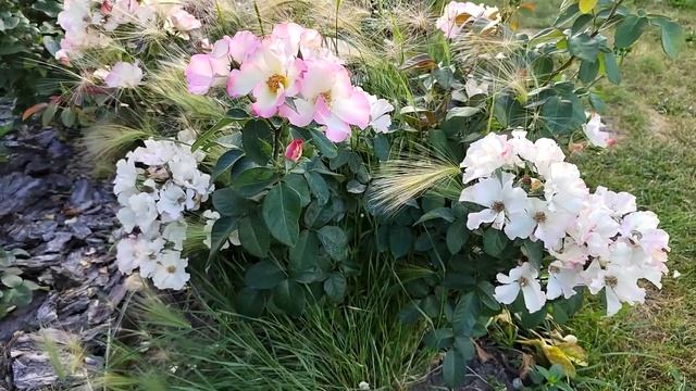 роза Liolà Enrico Barni Италия, 2003 Флорибунда (Floribunda) Браво создателю ???