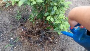 Голубика сентябрь. Как-то долго поливать голубику.