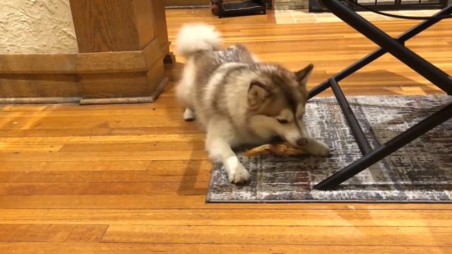 11 Reasons Why Dogs Love Chewing On Sticks смотреть онлайн